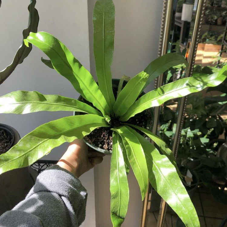 6" Bird's Nest Fern