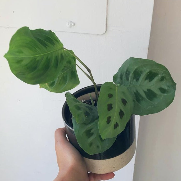 4” Prayer Plant