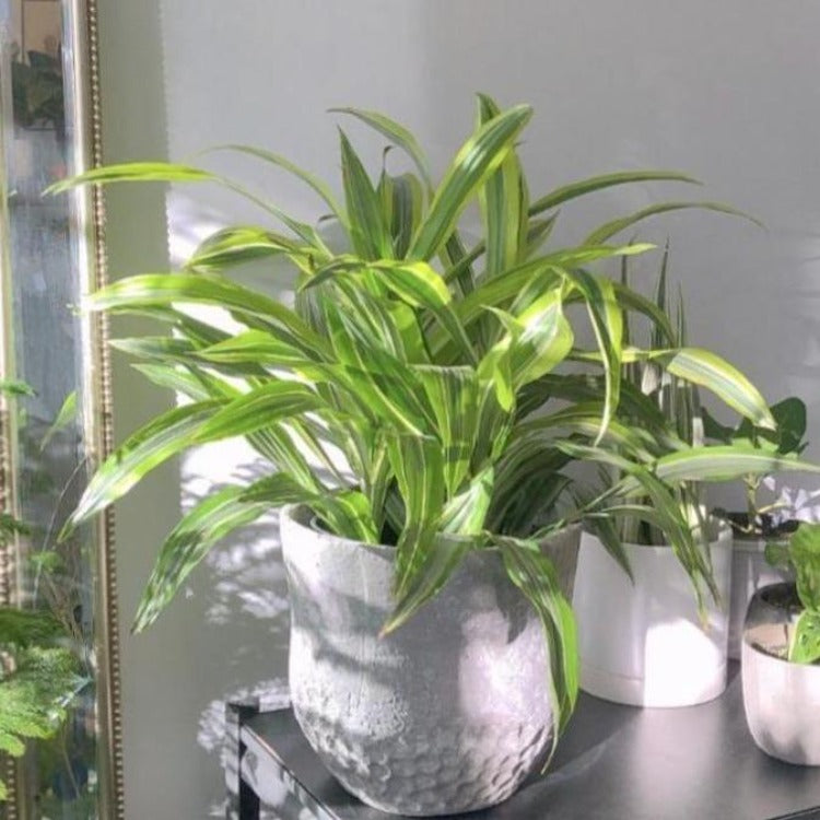 8" Dracaena Warneckii 'Lemon Lime'