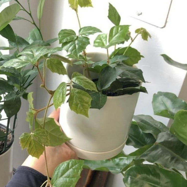 3.5"/6” Grape Ivy