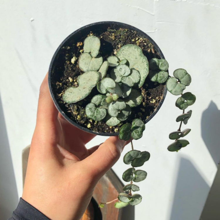 3.5" String of Hearts 'Silver Glory'