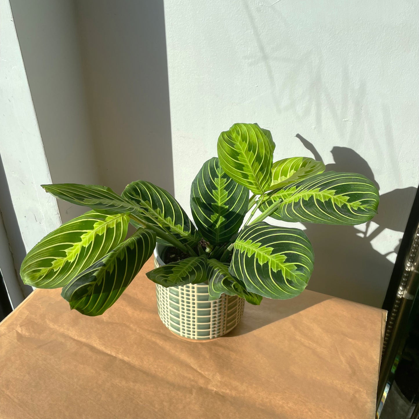 3.5”/4" Maranta 'Lemon Lime'