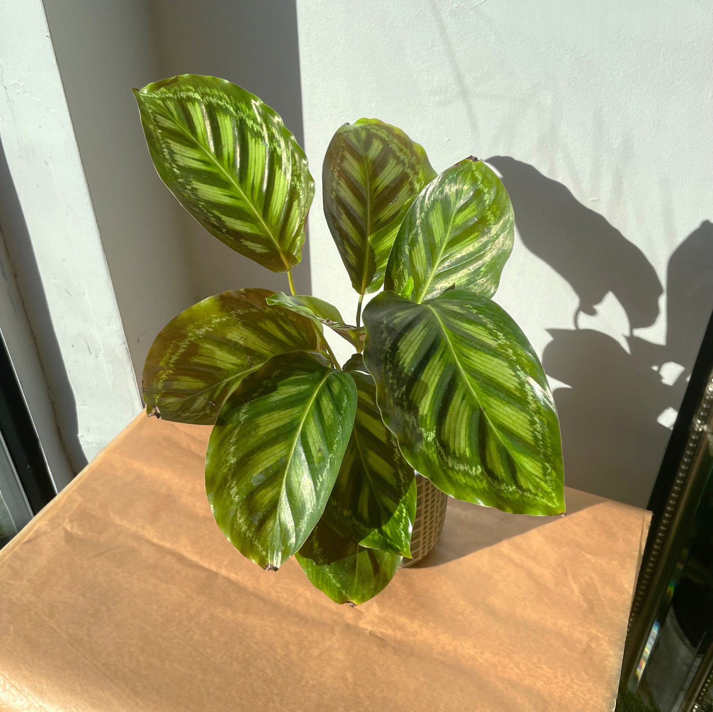 3.5" Calathea 'Flamestar'