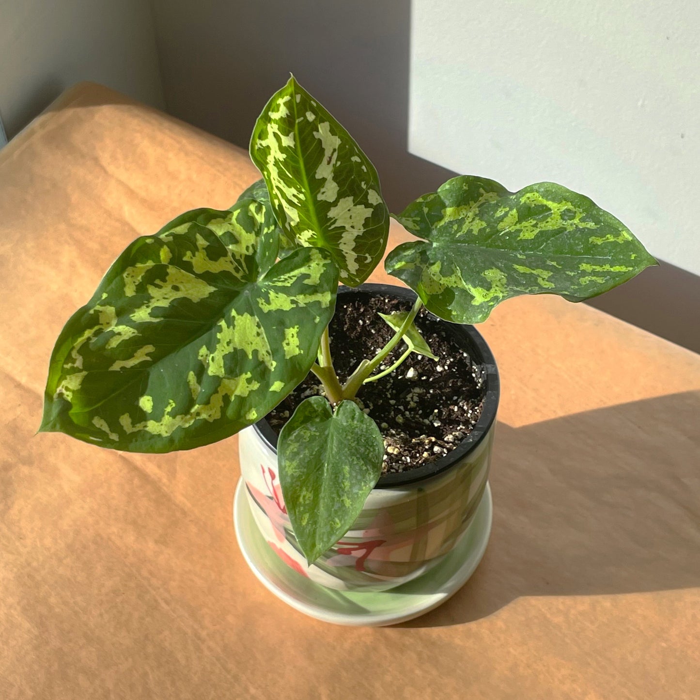 3.5" Caladium 'Hilo Beauty'