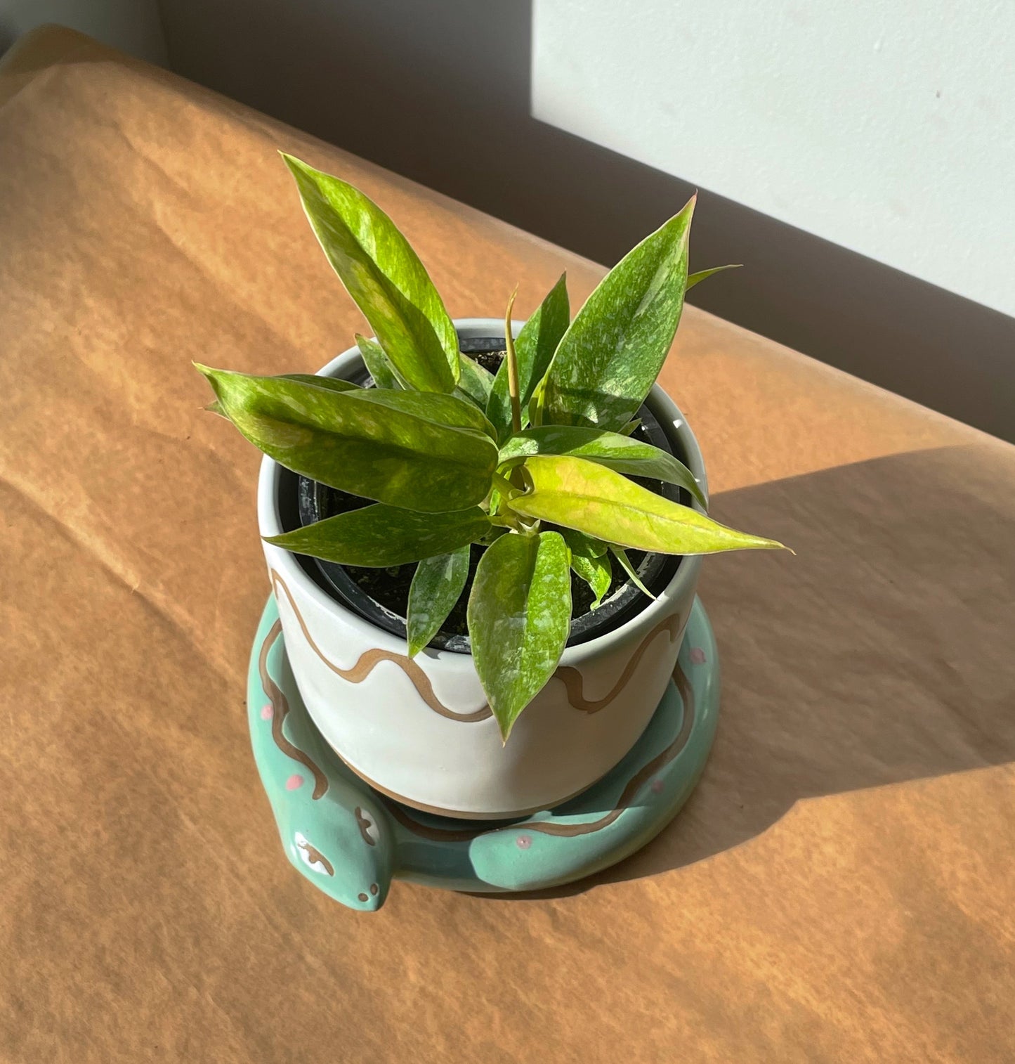 3.5" Philodendron 'Ring of Fire'