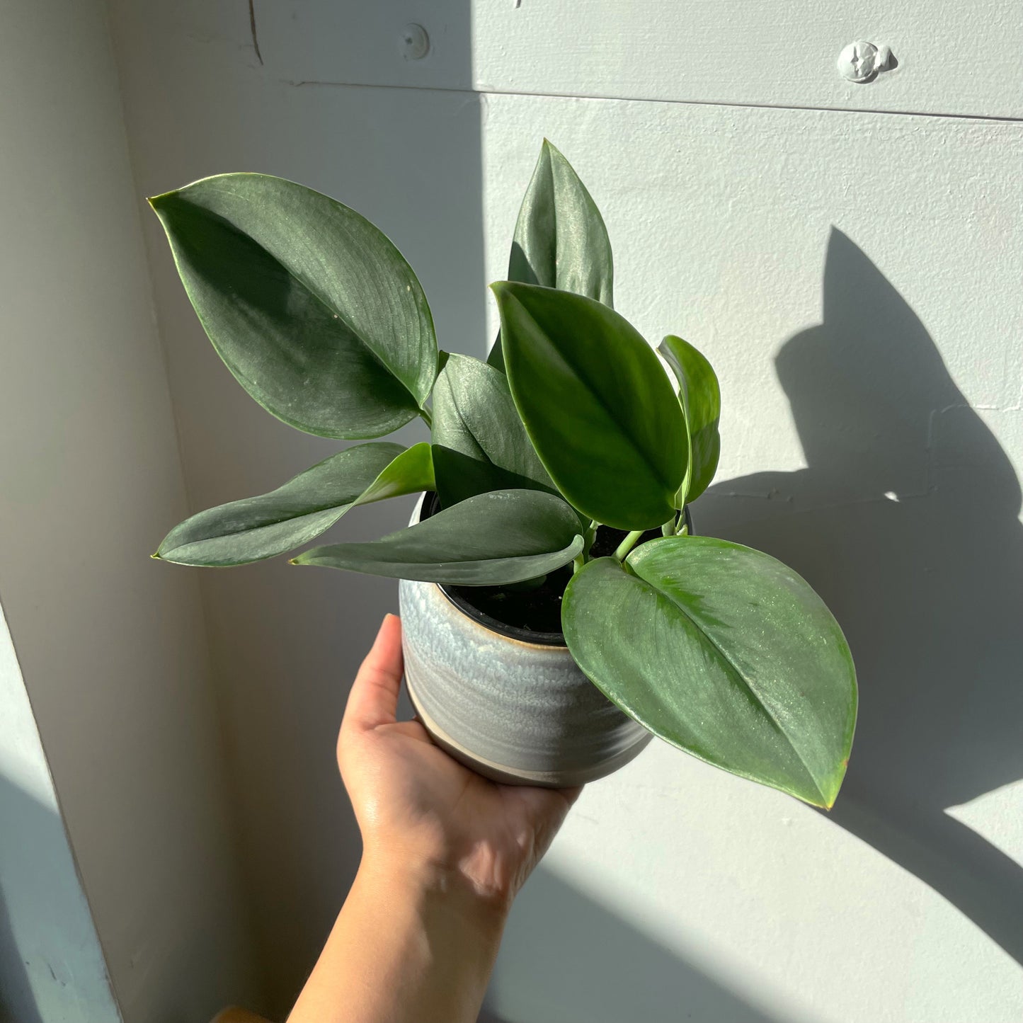 3.5"/4" Scindapsus Treubii 'Moonlight'