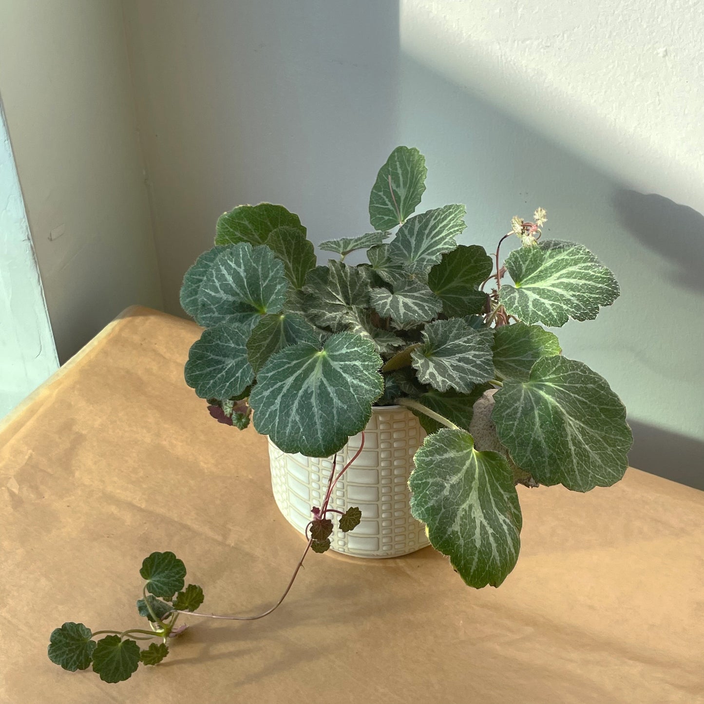 3.5"/8” Strawberry Begonia