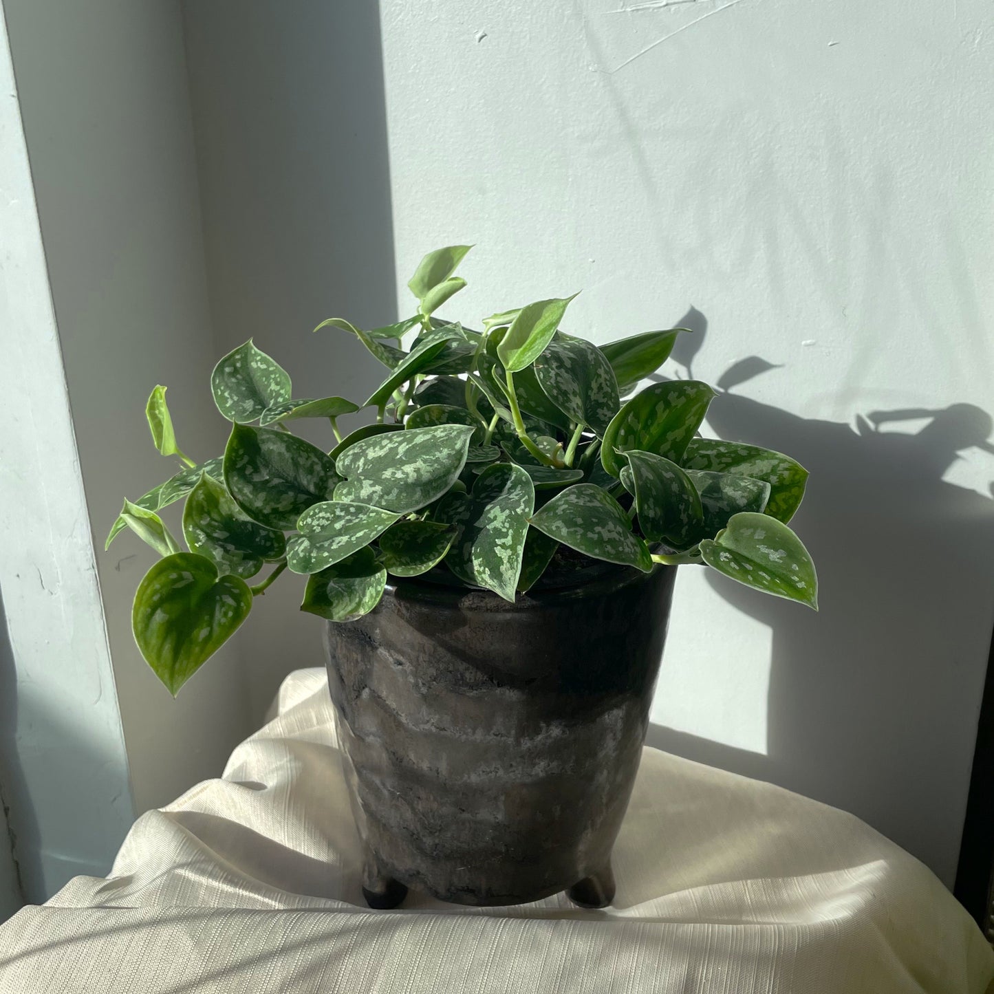 6" Scindapsus Pictus 'Argyraeus'