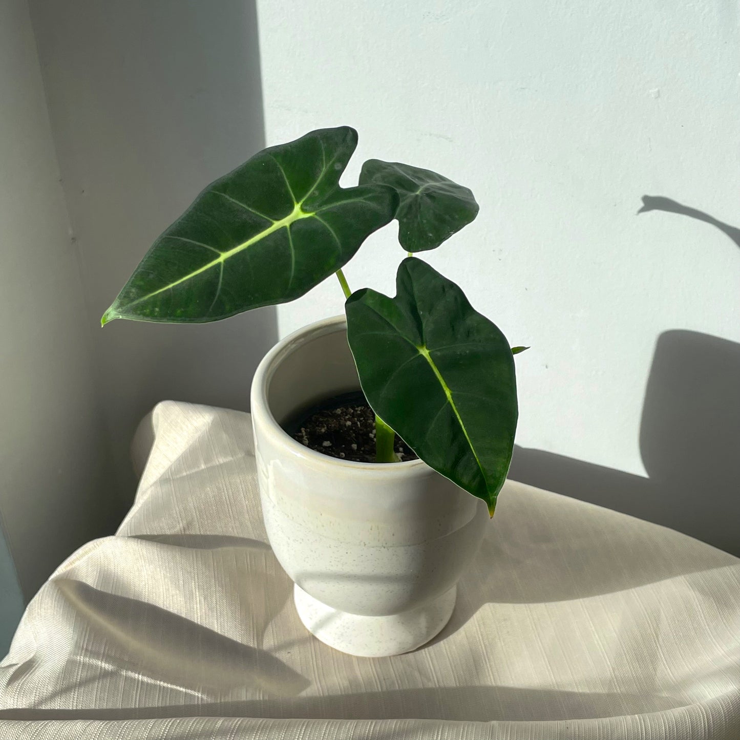 3.5" Alocasia 'Frydek'