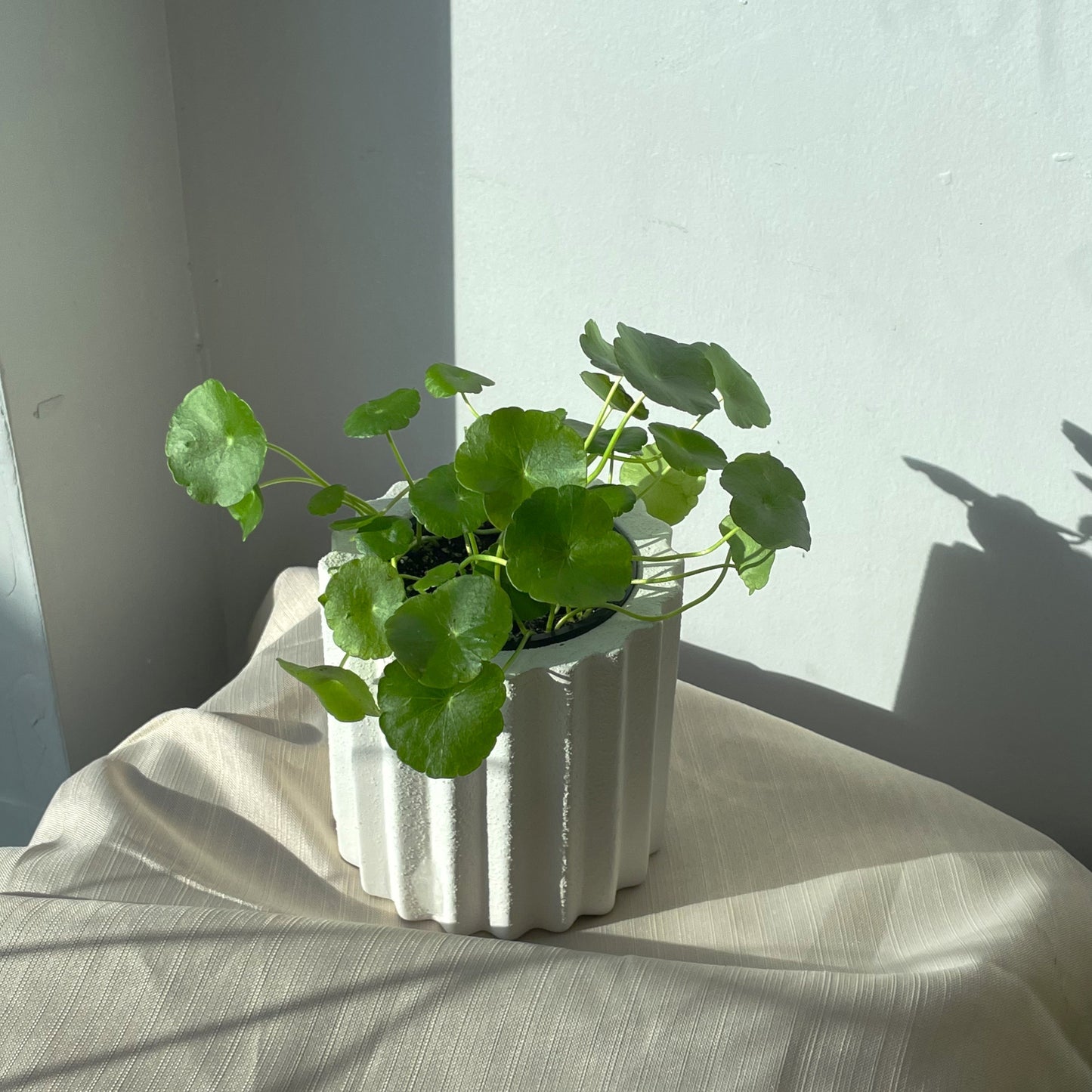 3.5" Marsh Pennywort