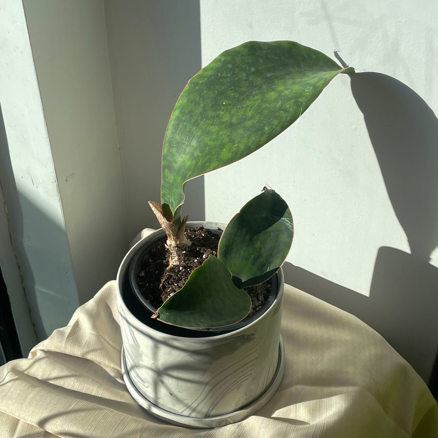 6" Whale Fin Sansevieria