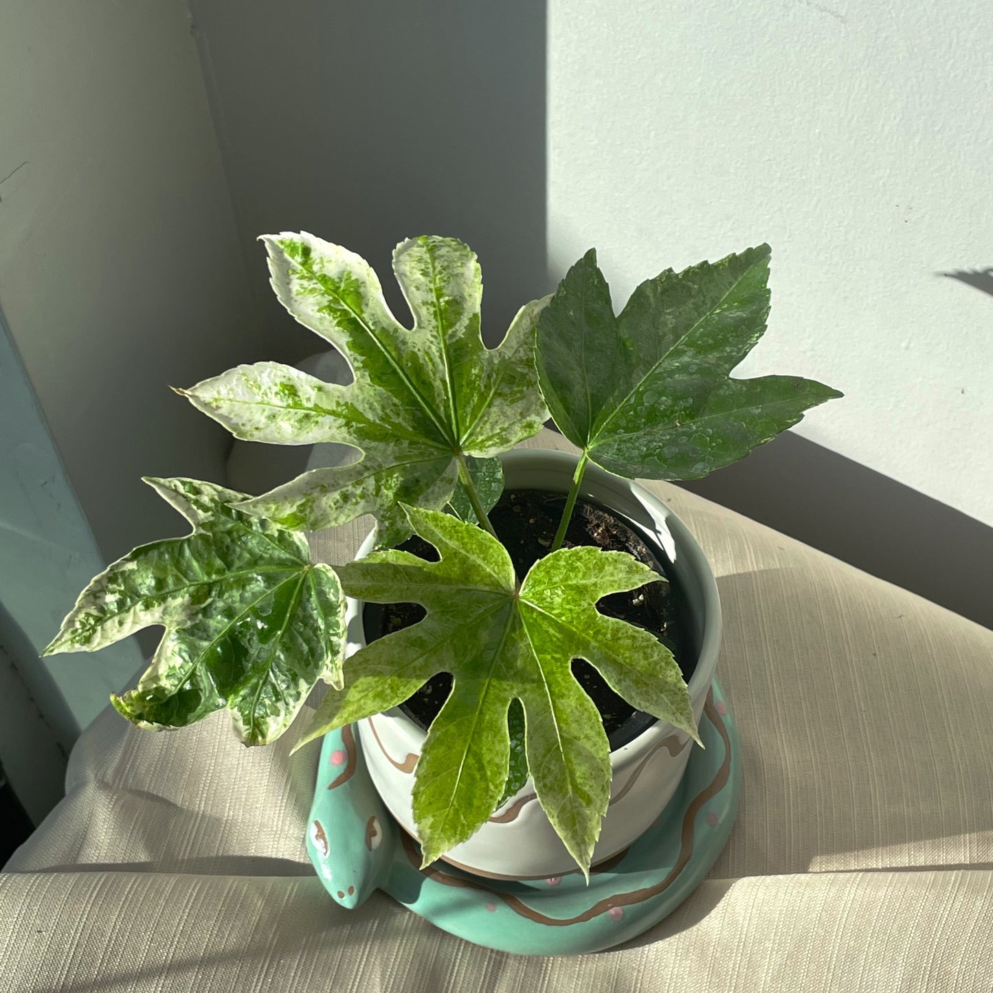 3.5" Fatsia Japonica 'Spiderweb'