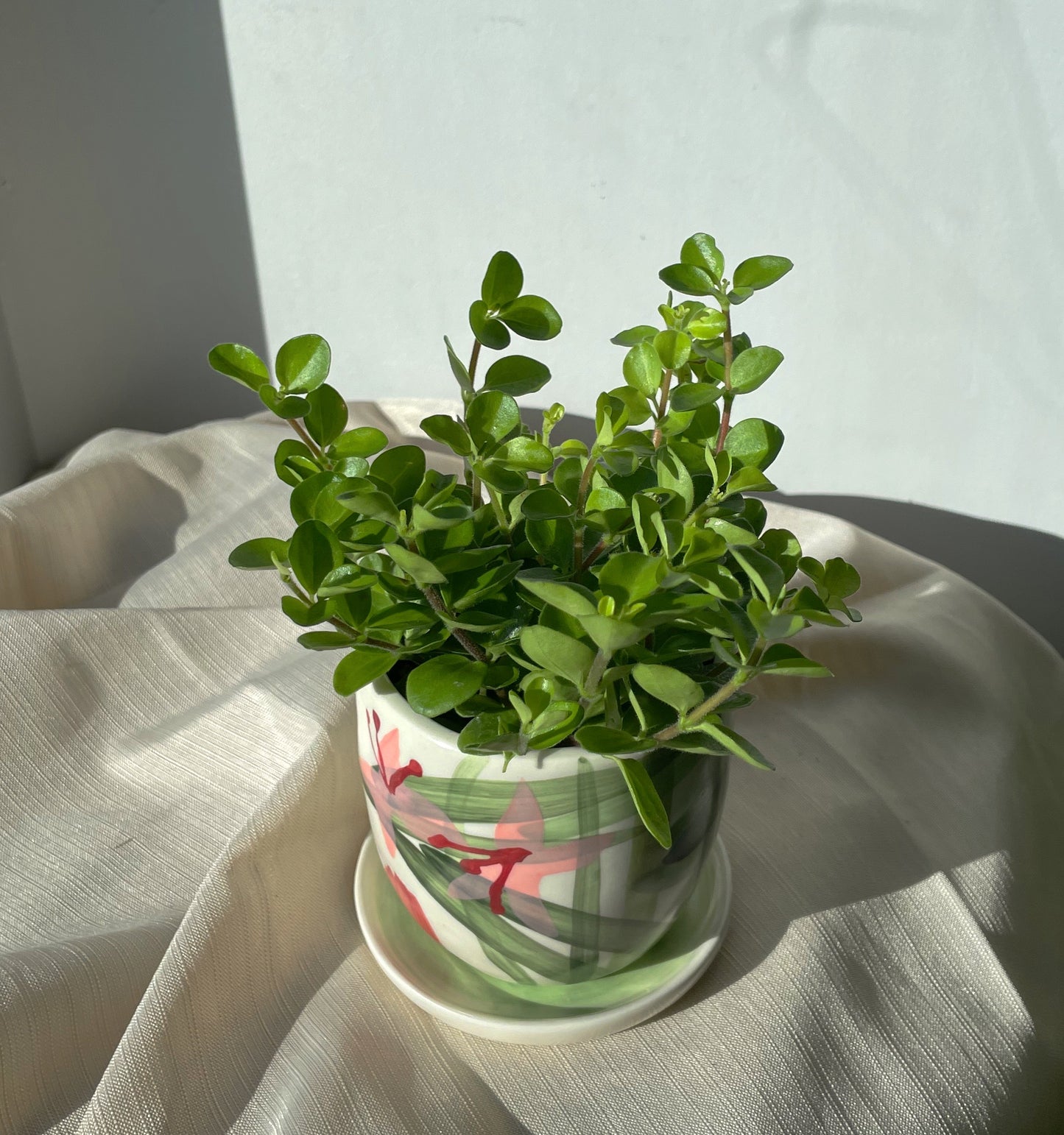 3.5" Peperomia Rotundifolia