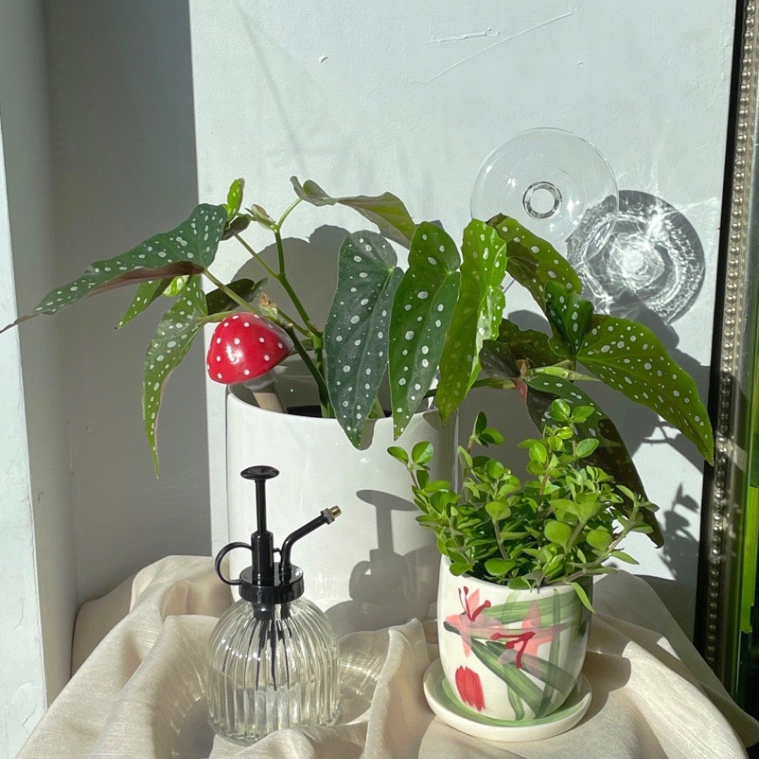 Botanist Gift Box