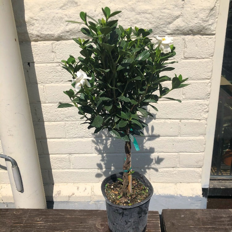 6" Gardenia Tree