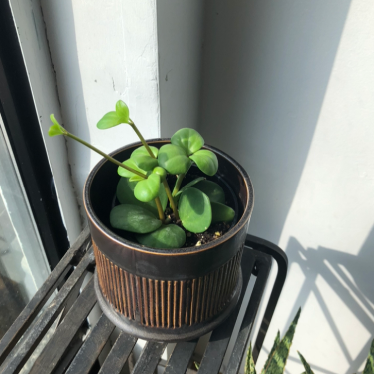 4.75" Westcott Pot
