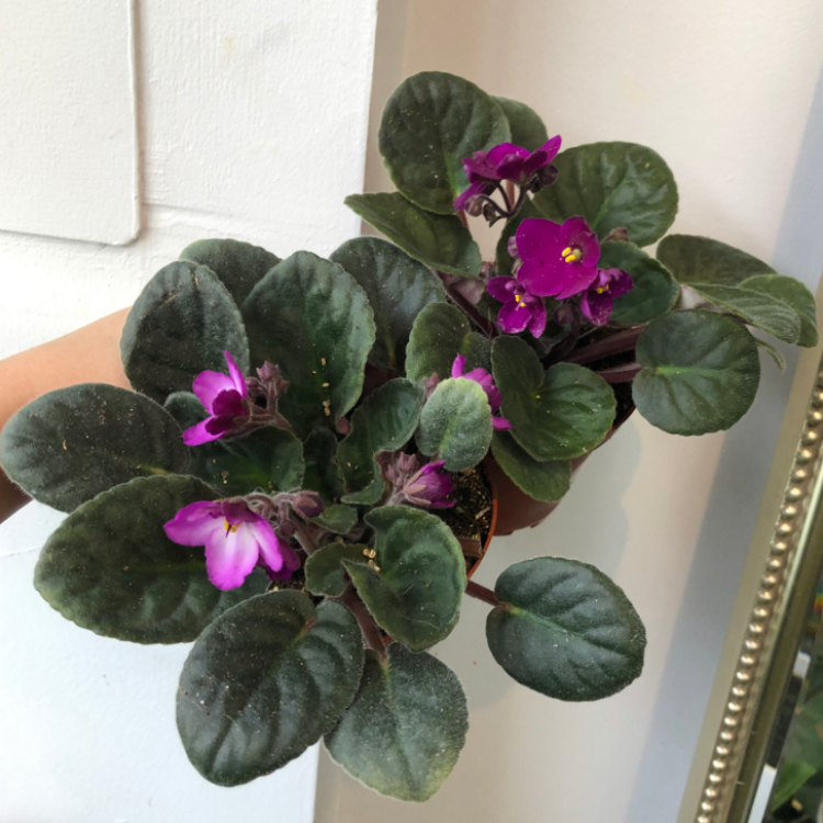 4" African Violet