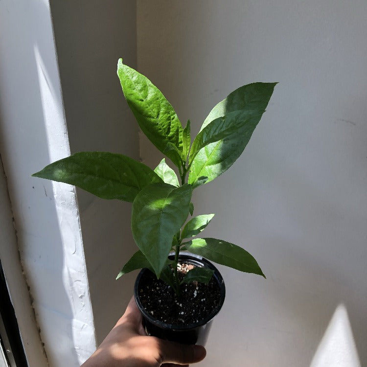 4”/5” Night-Blooming Jasmine