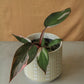 3.5" Philodendron 'Pink Princess'