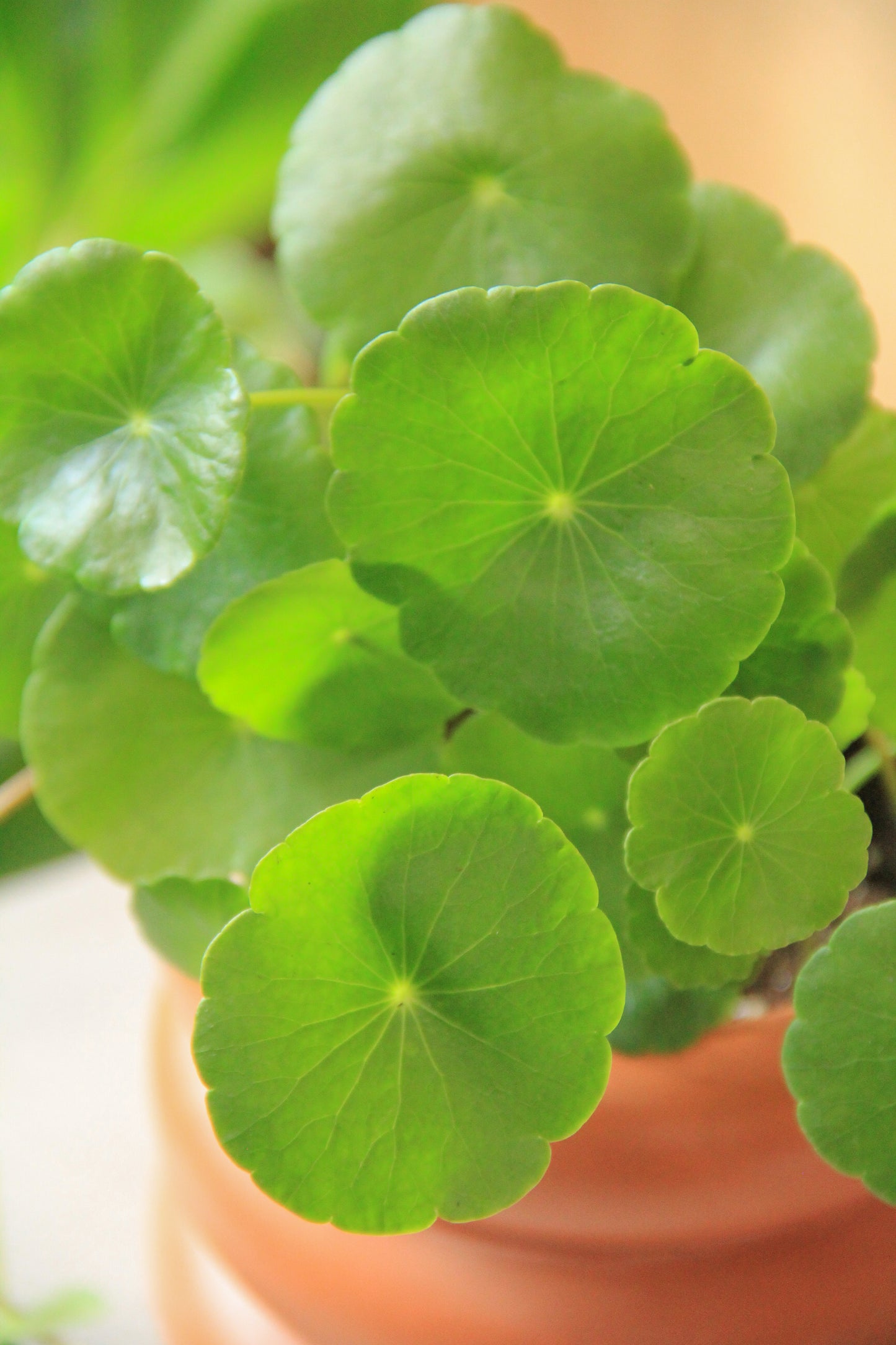 3.5" Marsh Pennywort