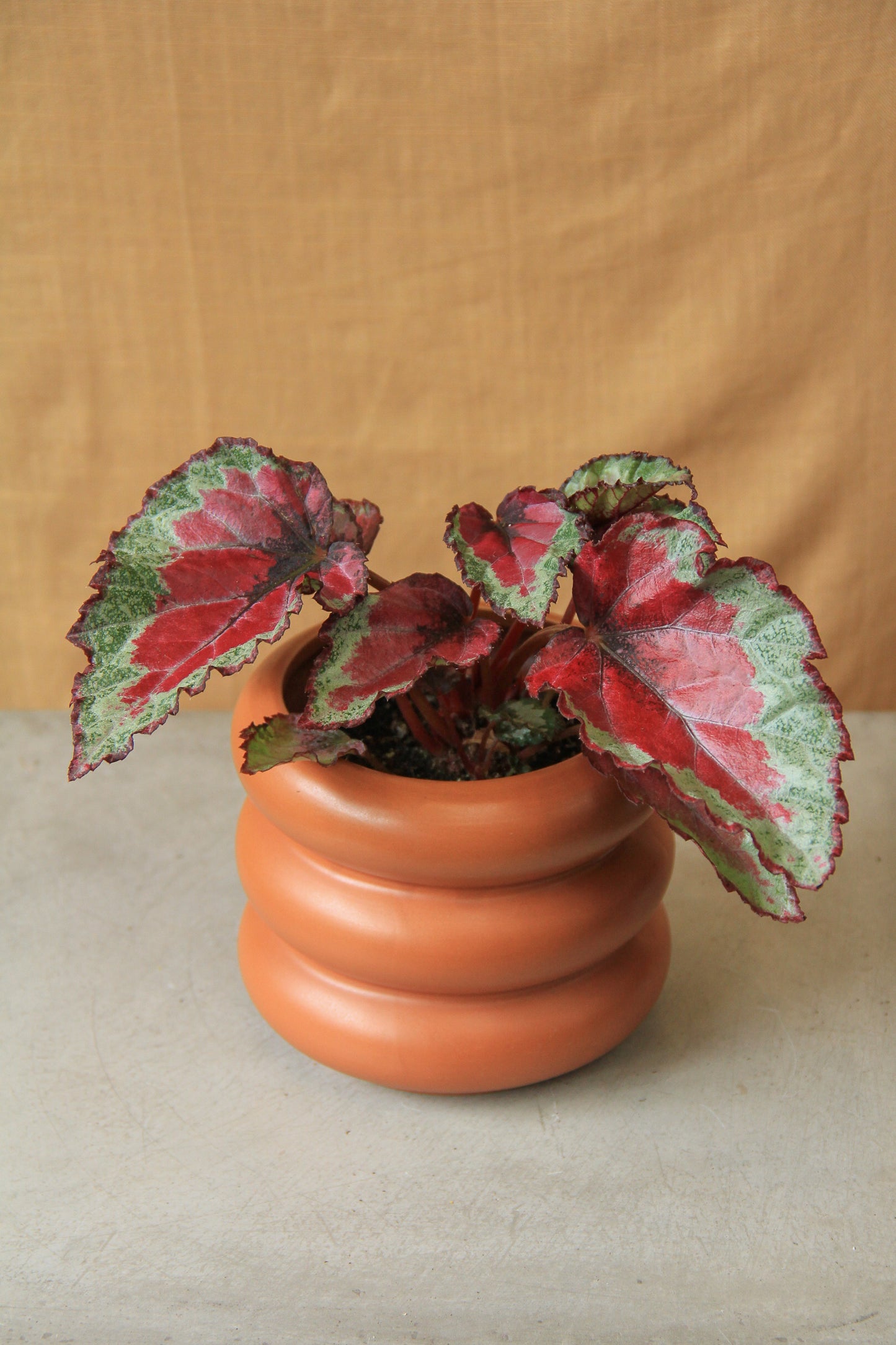 3.5" Rex Begonia