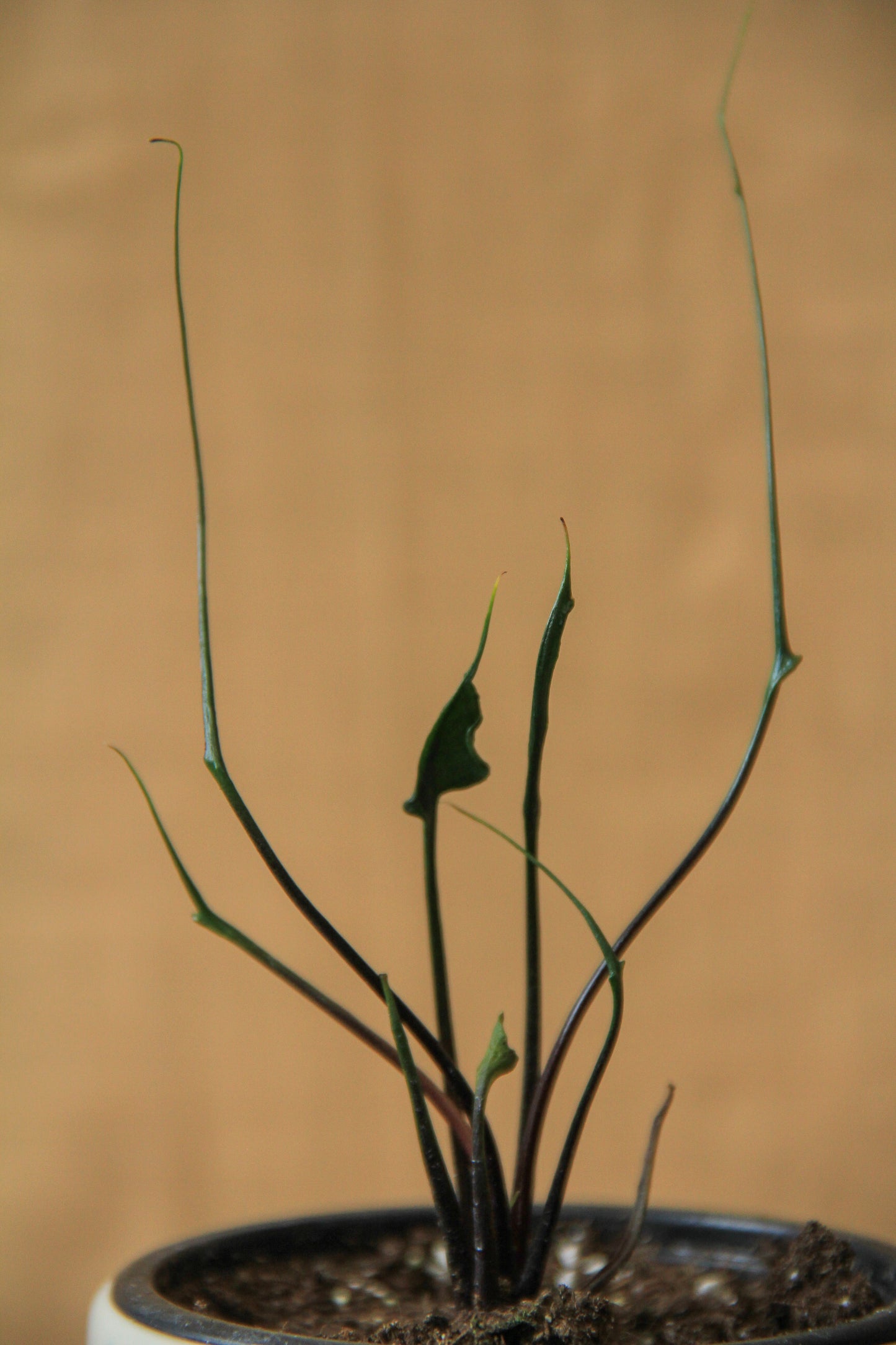 3.5" Alocasia 'Flying Squid'