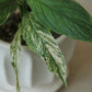 3.5" Variegated Spathiphyllum 'Sensation' - Peace Lily