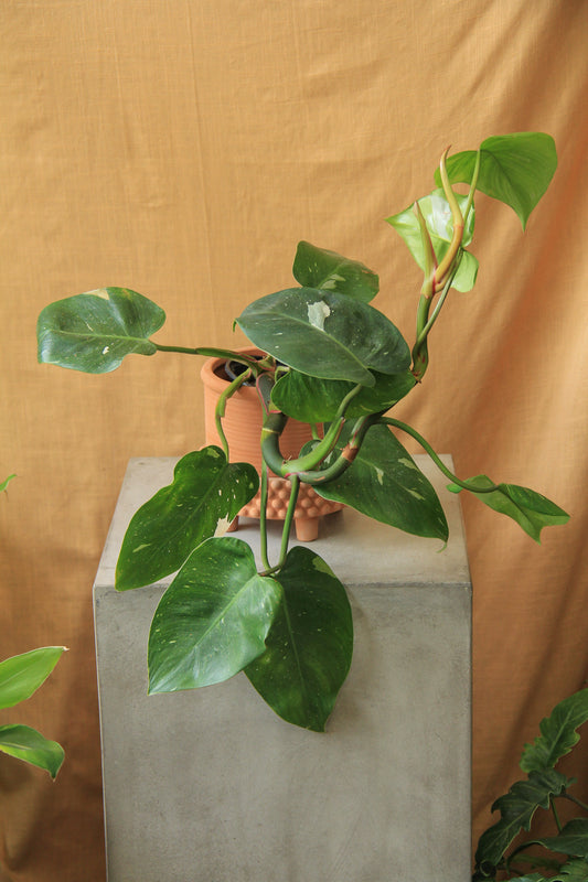 4"/6" Philodendron 'White Wizard'