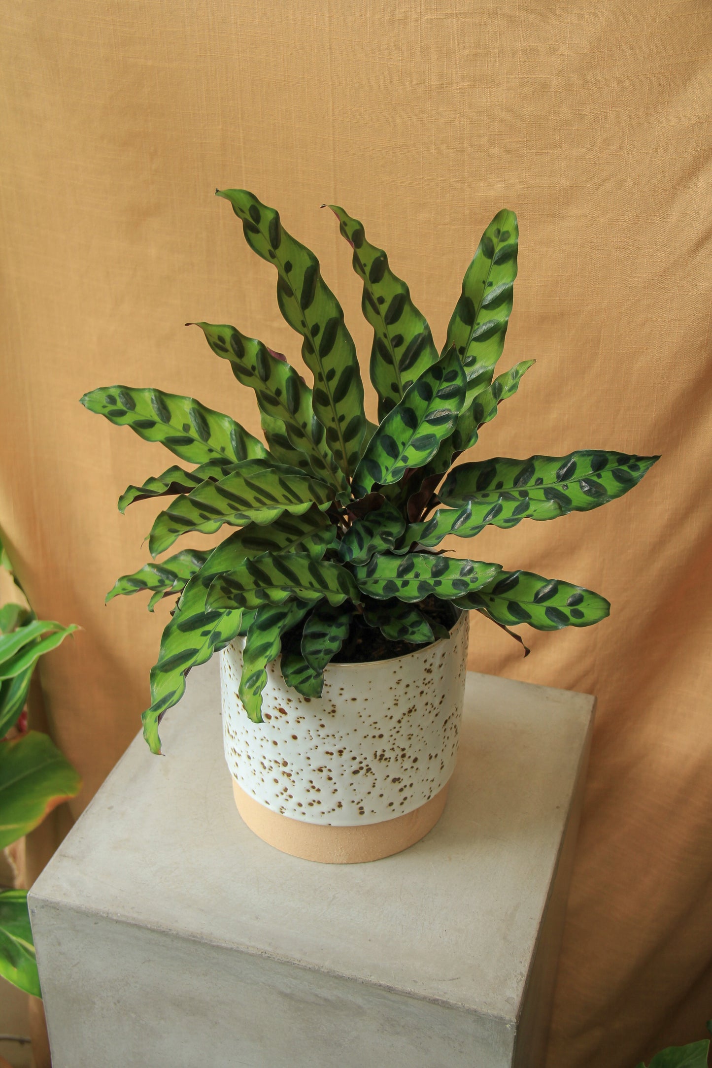 6"/8" Calathea Lancifolia - Rattlesnake Calathea