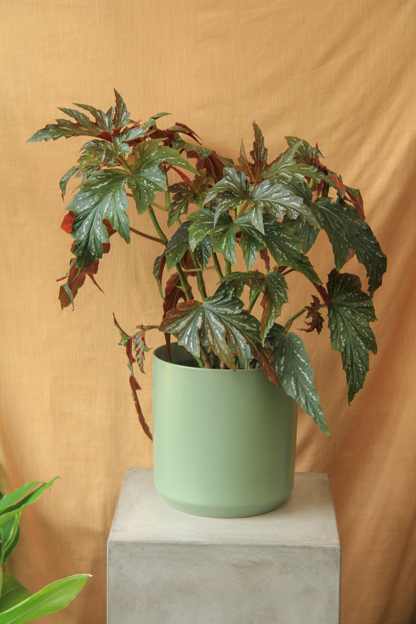 6" Begonia 'Gryphon'