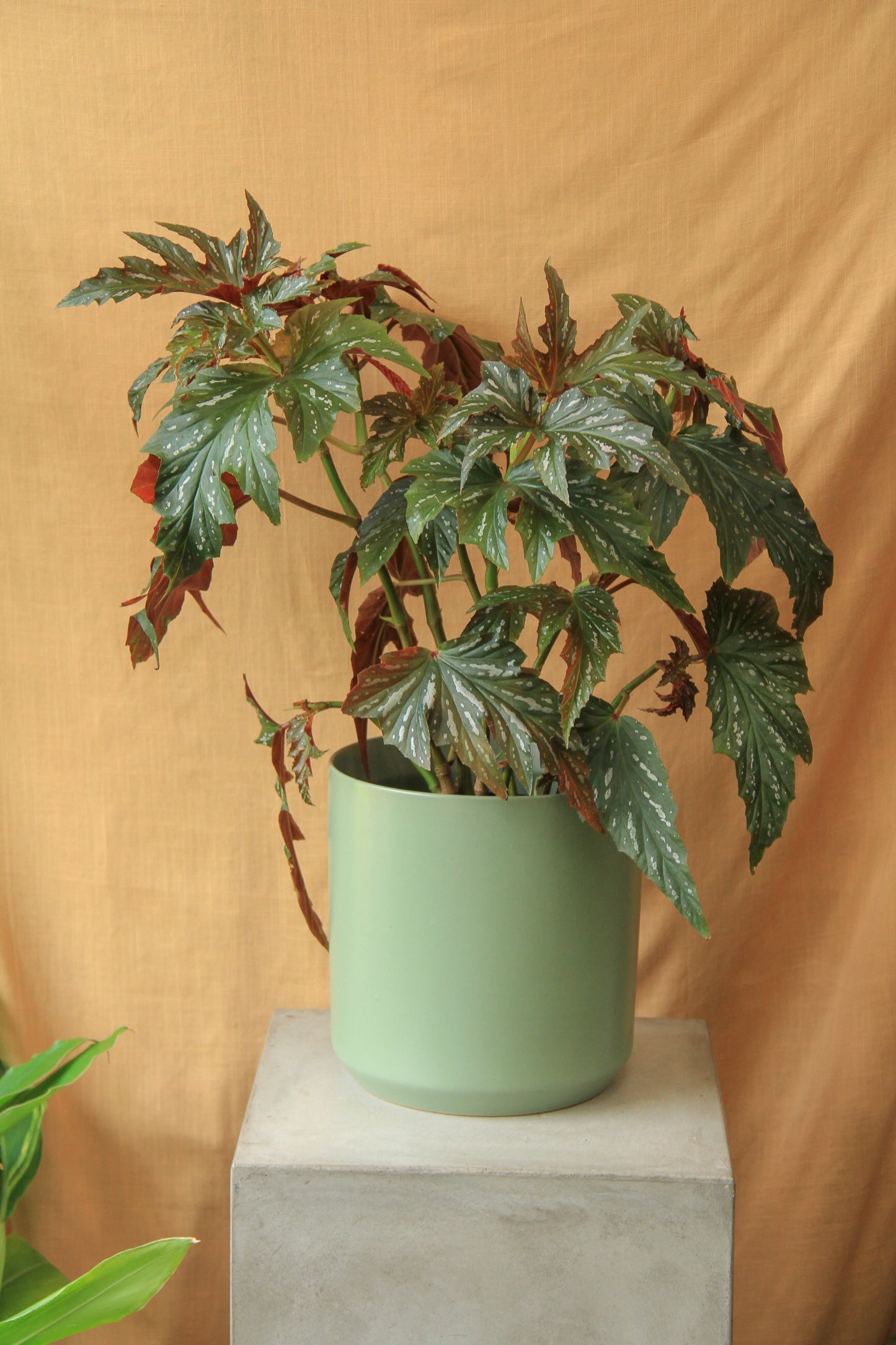 6" Begonia 'Angel Wing'