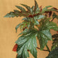 6" Begonia 'Gryphon'