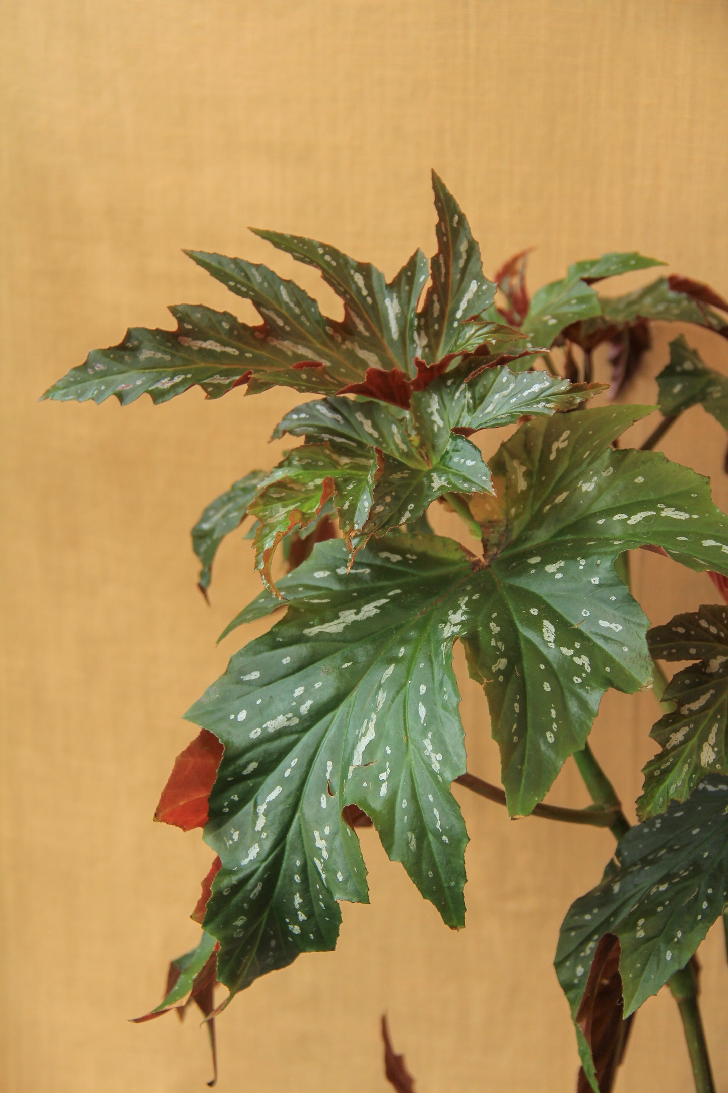 6" Begonia 'Angel Wing'