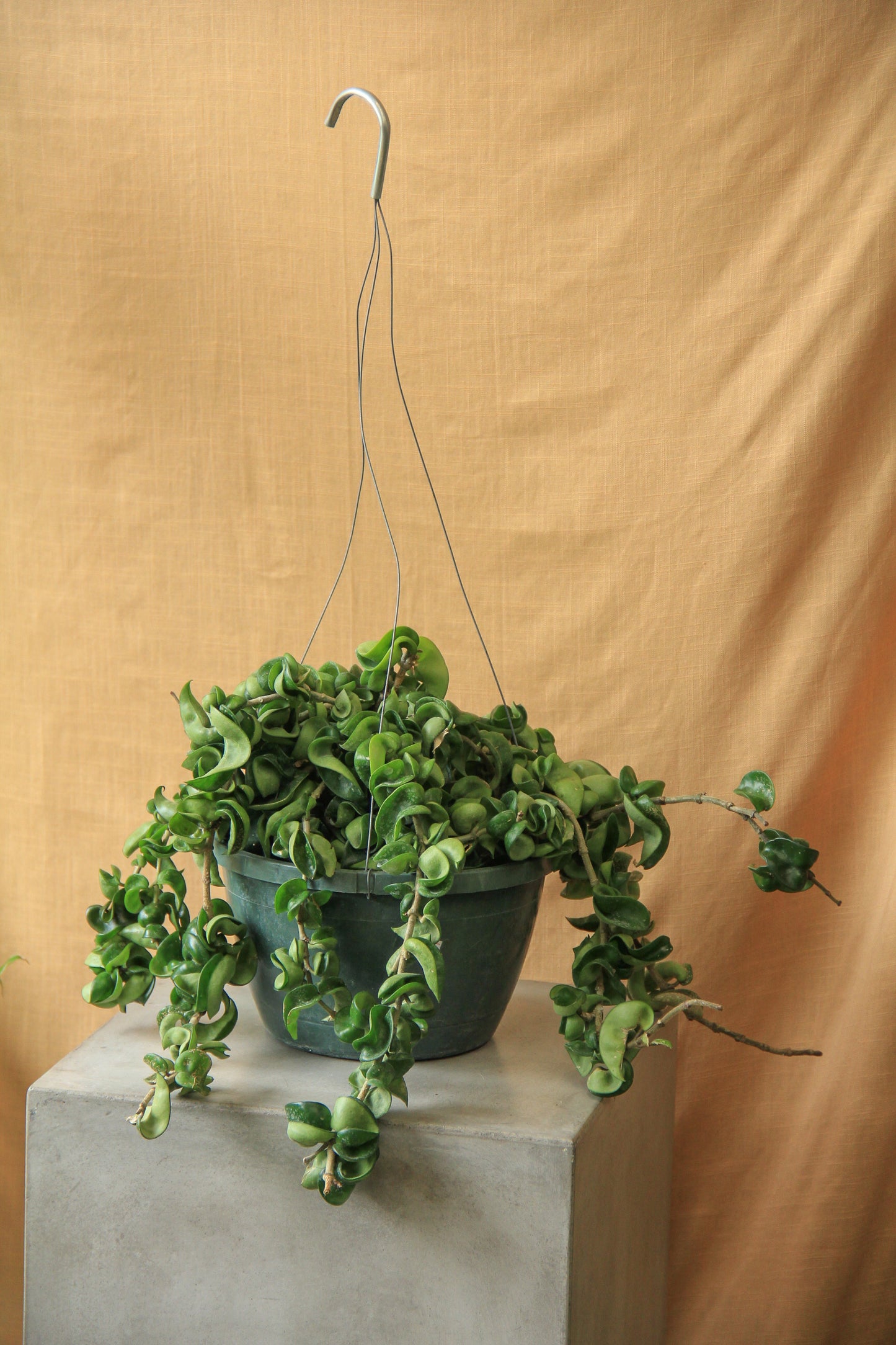 8" Hoya Carnosa 'Compacta' (Hindu Rope) hanging basket