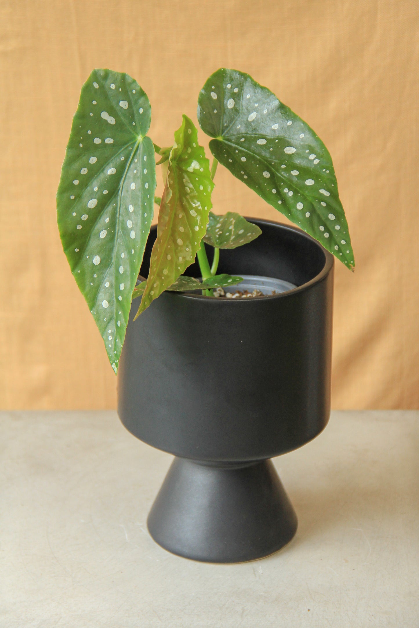 4"/6" Begonia Maculata