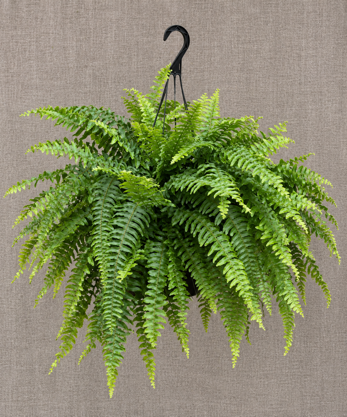 Boston Fern