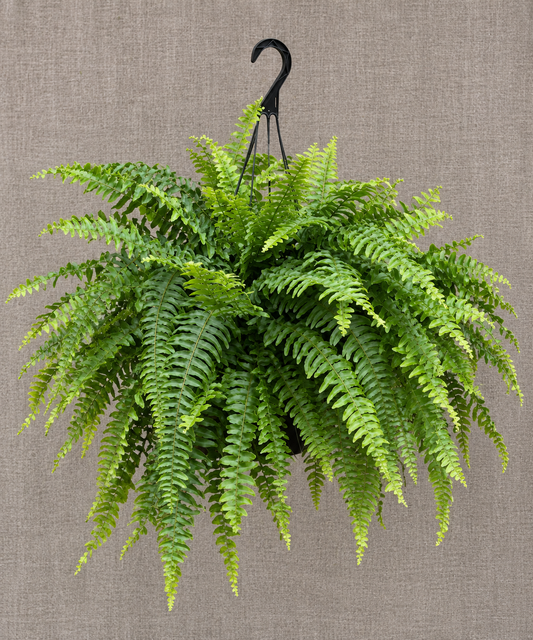 Boston Fern