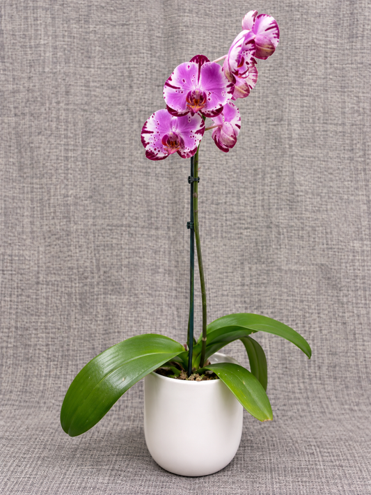 4" Single stem Phalaenopsis Orchid