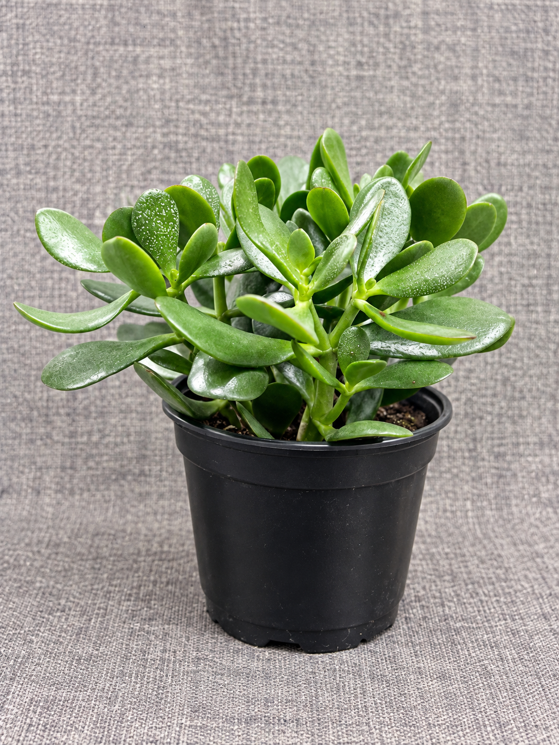 6” Jade Plant