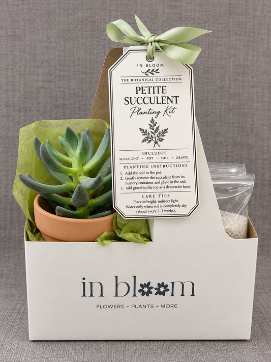 Petite Succulent Planting Kit