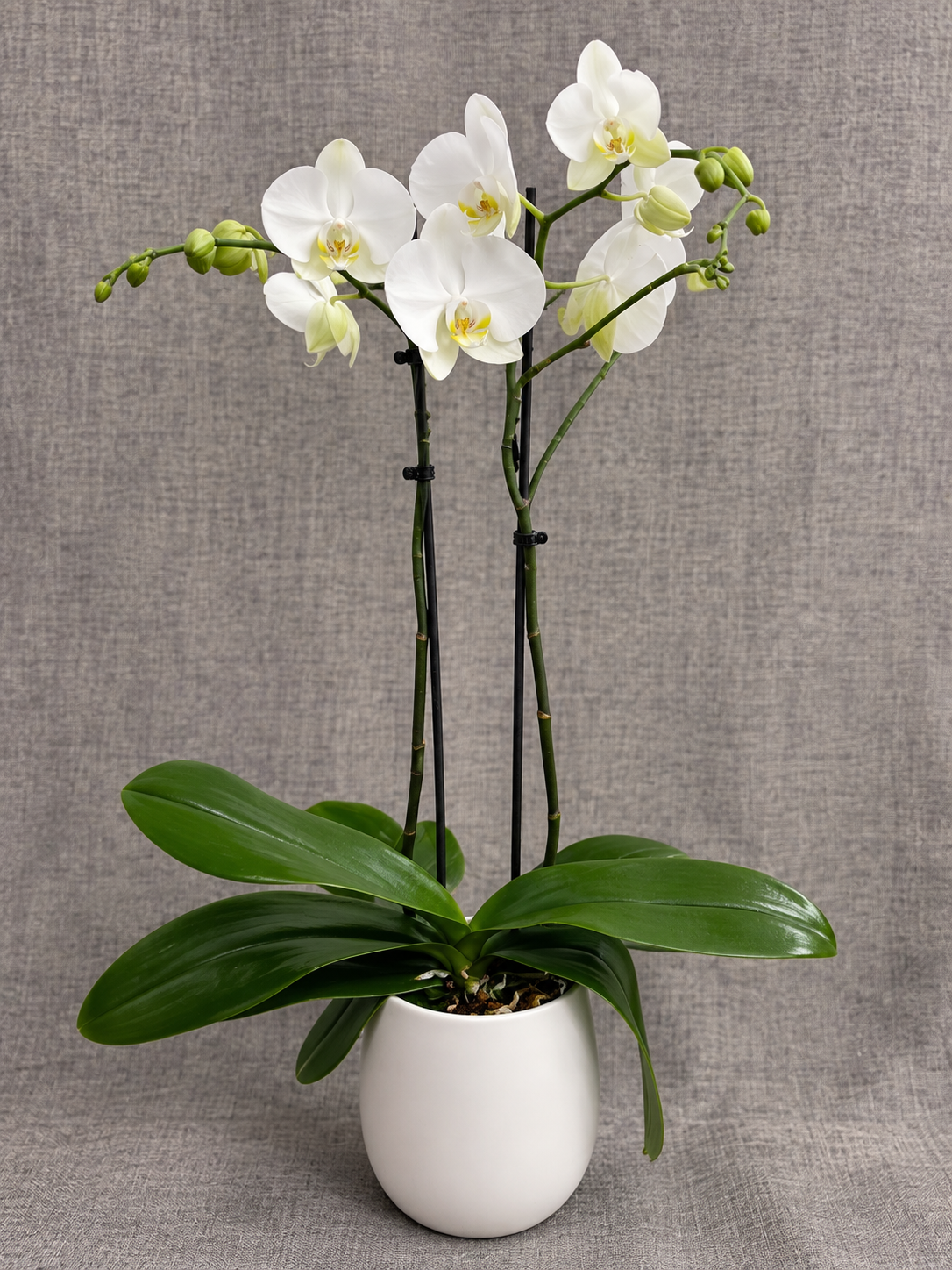 4” Double stem Phalaenopsis orchid