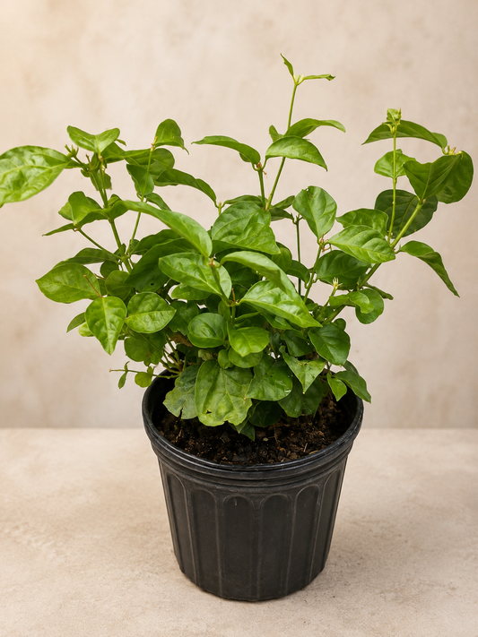 Jasmine Plant