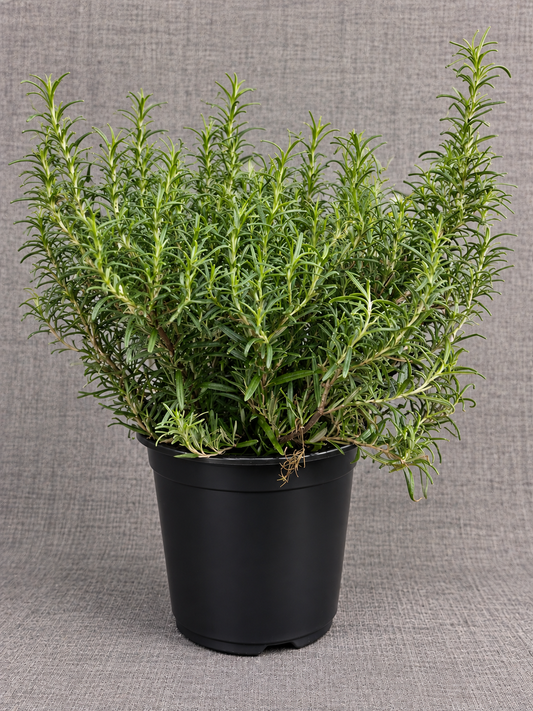 10” Rosemary