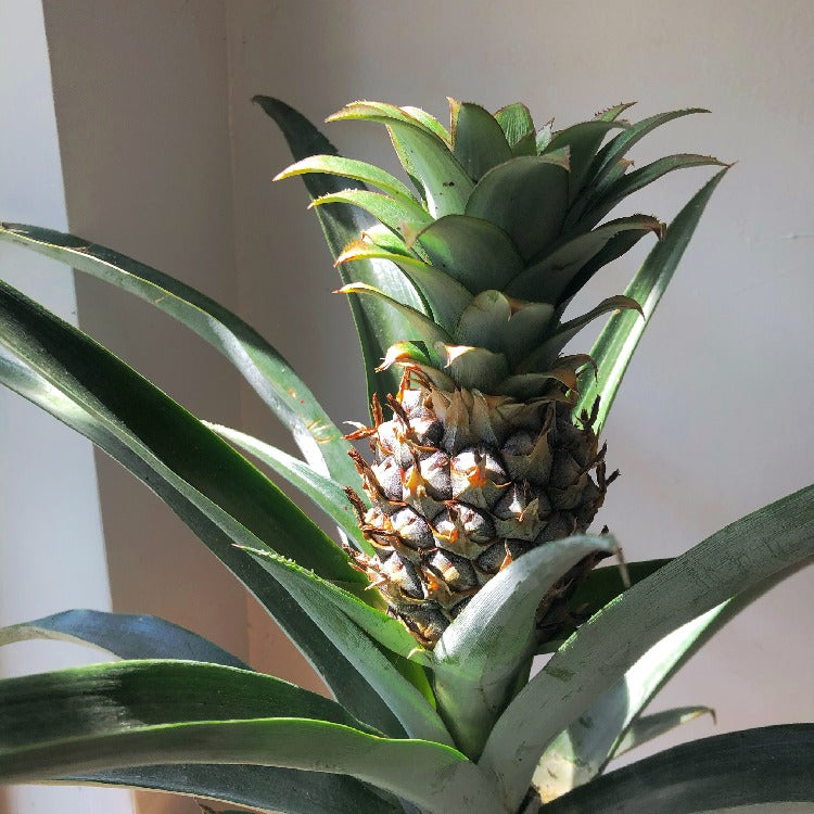 6" Pineapple Plant