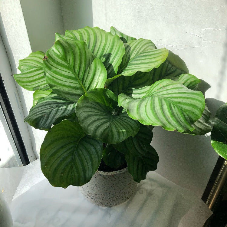 6" Calathea Orbifolia