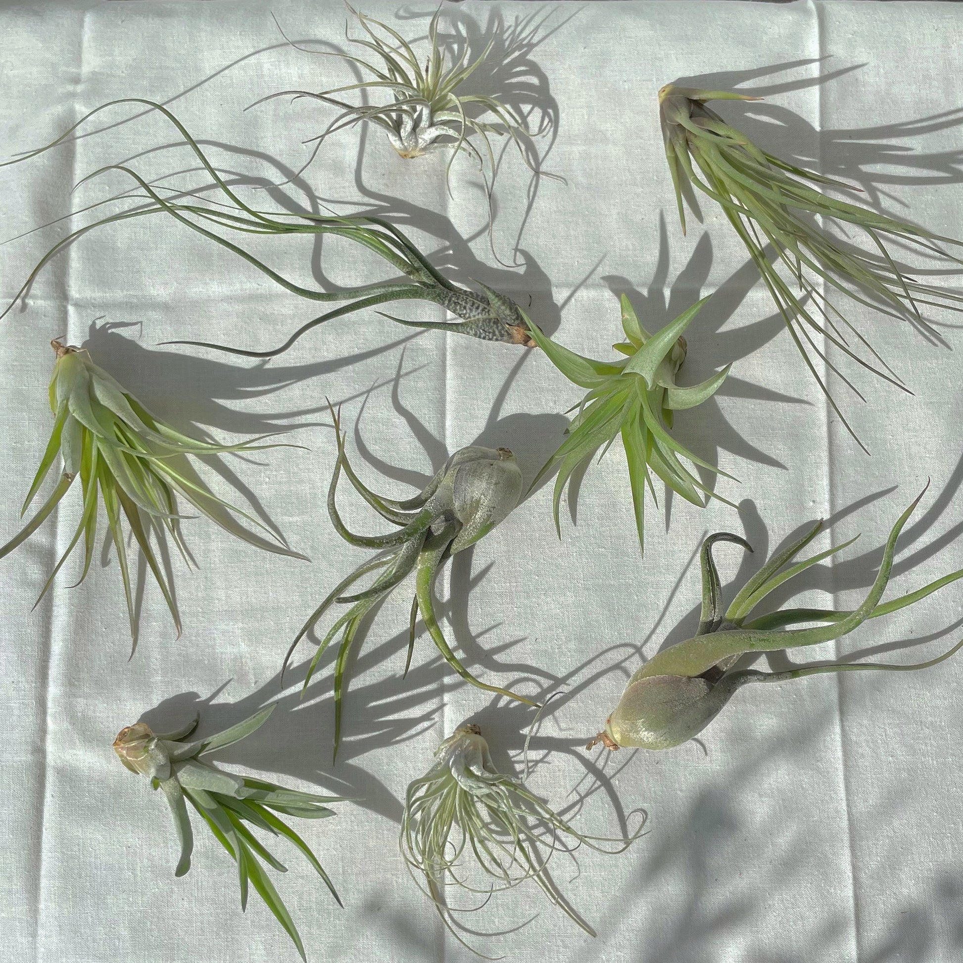 air plants toronto Air Plants (Tillandsia) – In Bloom Flower Shop