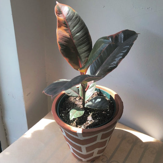 6" Ruby Red Rubber Plant (variegated)