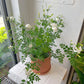 6"/10” Jasmine