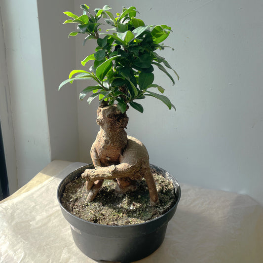 8" Ficus Retusa Bonsai