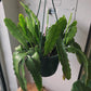 8" Orchid Cactus Hanging Basket